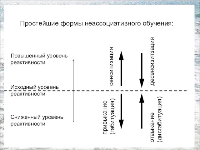 Простейшие формы неассоциативного обучения: Исходный уровень реактивности Сниженный уровень реактивности Повышенный