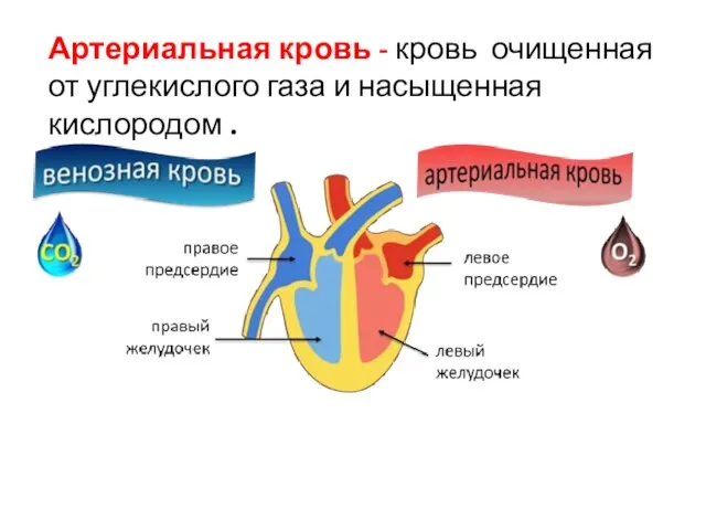 Артериальная кровь - кровь очищенная от углекислого газа и насыщенная кислородом .