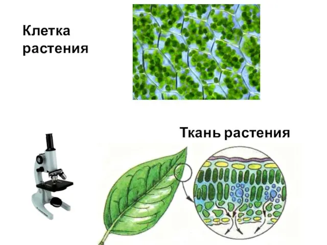 Клетка растения Ткань растения