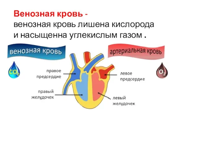 Венозная кровь - венозная кровь лишена кислорода и насыщенна углекислым газом .