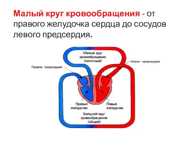 Малый круг кровообращения - от правого желудочка сердца до сосудов левого предсердия.
