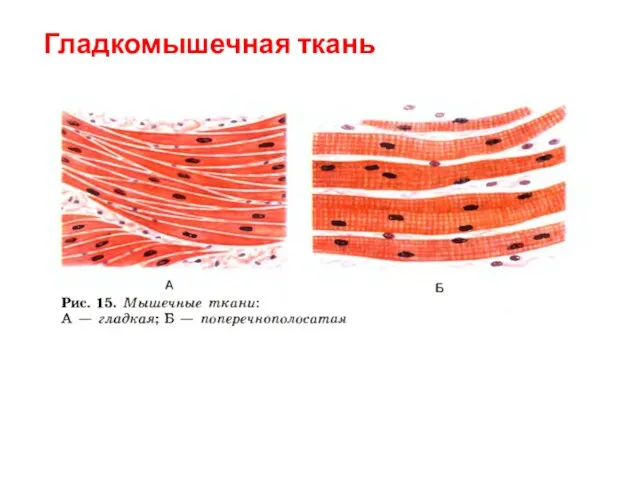 Гладкомышечная ткань