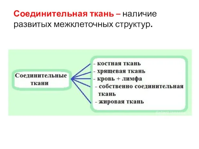 Соединительная ткань – наличие развитых межклеточных структур.