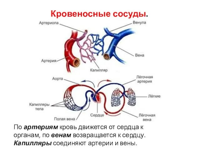 Кровеносные сосуды. По артериям кровь движется от сердца к органам, по