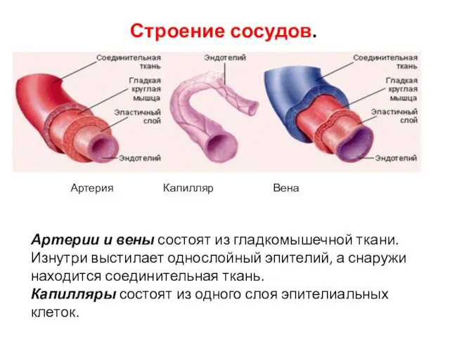 Строение сосудов. Артерии и вены состоят из гладкомышечной ткани. Изнутри выстилает