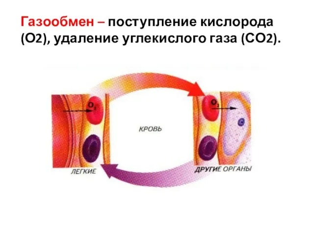 Газообмен – поступление кислорода (О2), удаление углекислого газа (СО2).