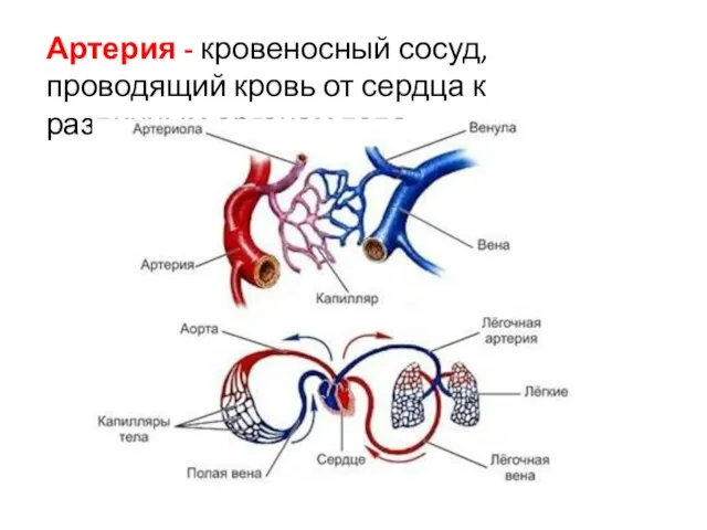 Артерия - кровеносный сосуд, проводящий кровь от сердца к различным органам тела.