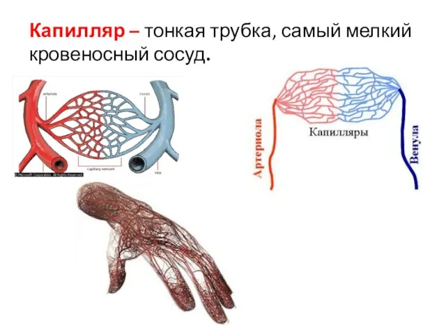 Капилляр – тонкая трубка, самый мелкий кровеносный сосуд.