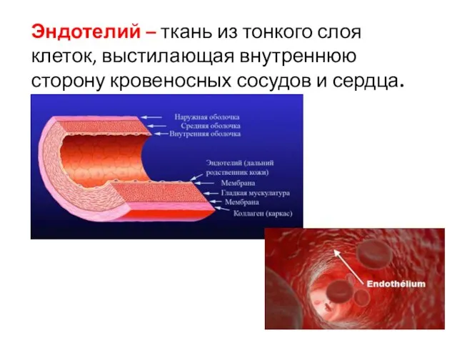 Эндотелий – ткань из тонкого слоя клеток, выстилающая внутреннюю сторону кровеносных сосудов и сердца.