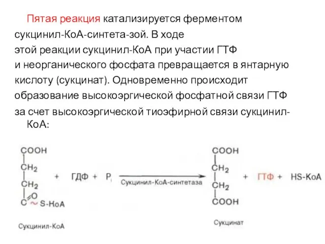 Пятая реакция катализируется ферментом сукцинил-КоА-синтета-зой. В ходе этой реакции сукцинил-КоА при