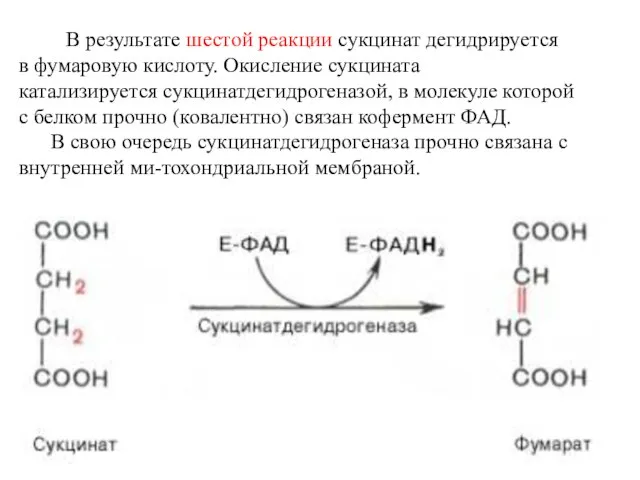 В результате шестой реакции сукцинат дегидрируется в фумаровую кислоту. Окисление сукцината