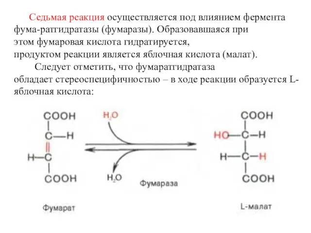 Седьмая реакция осуществляется под влиянием фермента фума-ратгидратазы (фумаразы). Образовавшаяся при этом