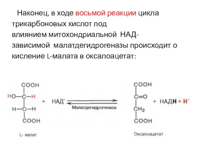 Наконец, в ходе восьмой реакции цикла трикарбоновых кислот под влиянием митохондриальной