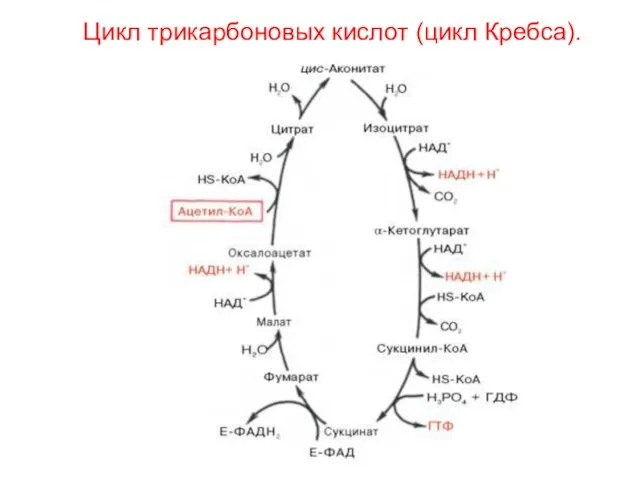 Цикл трикарбоновых кислот (цикл Кребса).