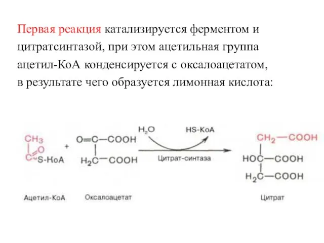 Первая реакция катализируется ферментом и цитратсинтазой, при этом ацетильная группа ацетил-КоА