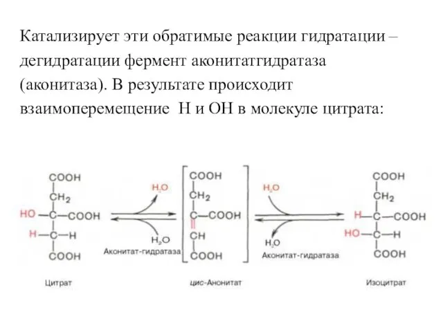 Катализирует эти обратимые реакции гидратации – дегидратации фермент аконитатгидратаза (аконитаза). В