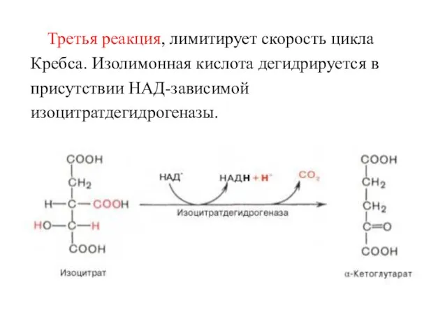 Третья реакция, лимитирует скорость цикла Кребса. Изолимонная кислота дегидрируется в присутствии НАД-зависимой изоцитратдегидрогеназы.