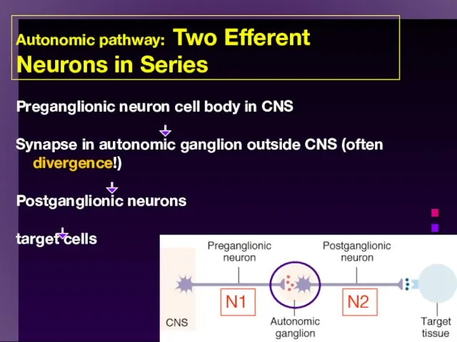 Autonomic pathway: Two Efferent Neurons in Series Preganglionic neuron cell body