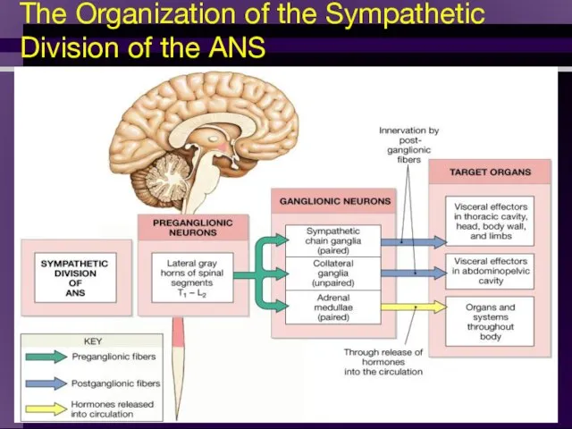 The Organization of the Sympathetic Division of the ANS