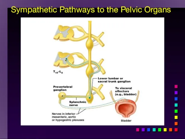 Copyright Sympathetic Pathways to the Pelvic Organs