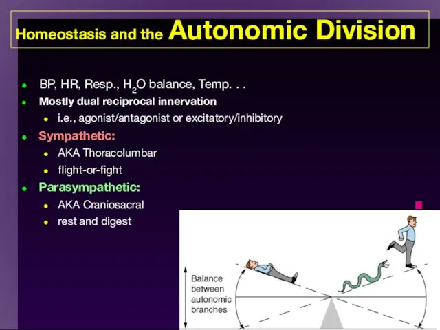 Homeostasis and the Autonomic Division BP, HR, Resp., H2O balance, Temp.