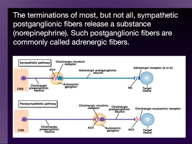 The terminations of most, but not all, sympathetic postganglionic fibers release