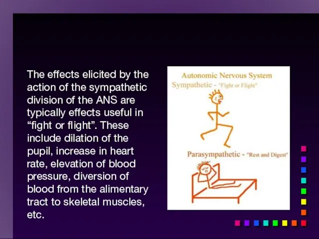 The effects elicited by the action of the sympathetic division of