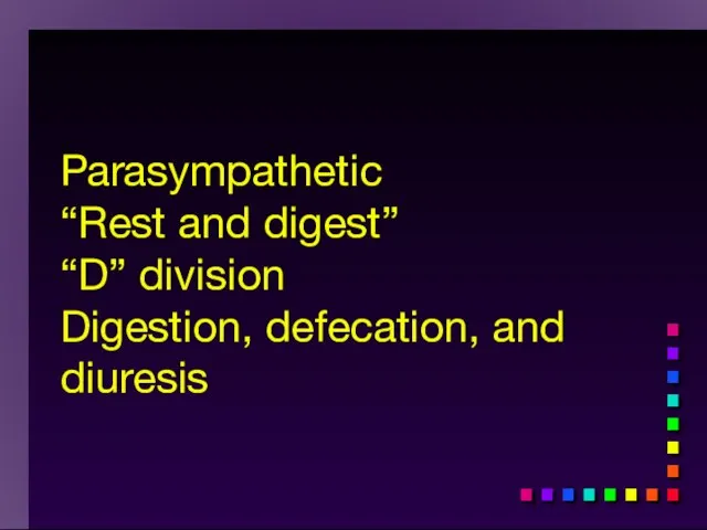 Parasympathetic “Rest and digest” “D” division Digestion, defecation, and diuresis