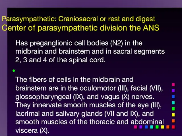 Parasympathetic: Craniosacral or rest and digest Center of parasympathetic division the