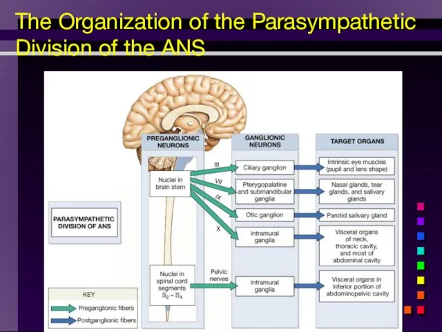 The Organization of the Parasympathetic Division of the ANS
