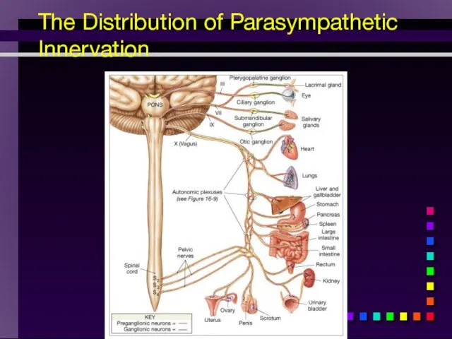 The Distribution of Parasympathetic Innervation
