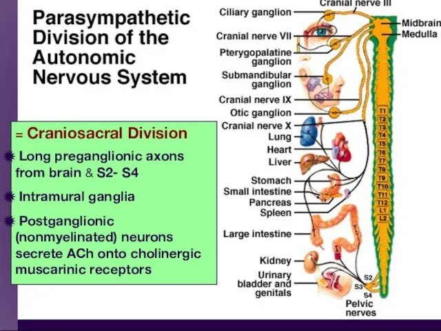 = Craniosacral Division Long preganglionic axons from brain & S2- S4