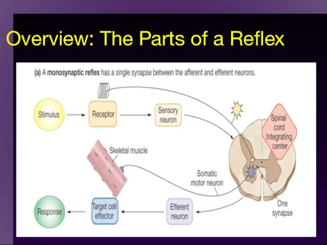 Overview: The Parts of a Reflex