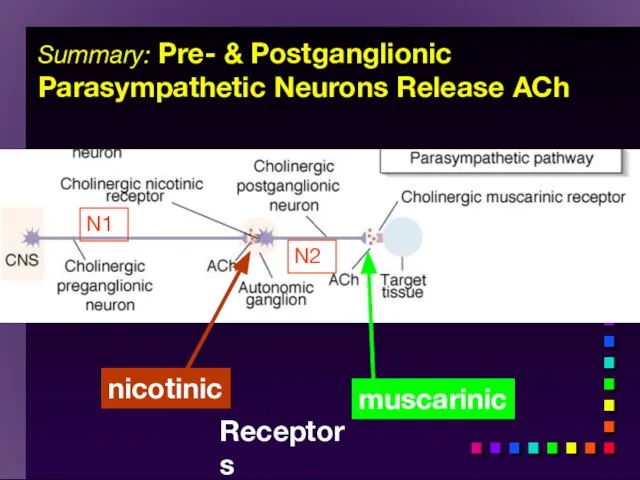 Summary: Pre- & Postganglionic Parasympathetic Neurons Release ACh muscarinic nicotinic Receptors N1 N2