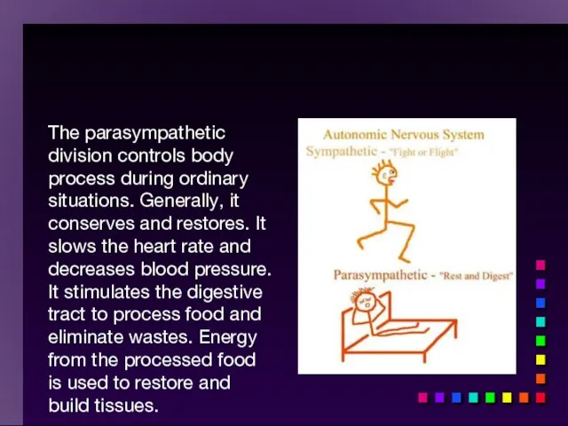 The parasympathetic division controls body process during ordinary situations. Generally, it