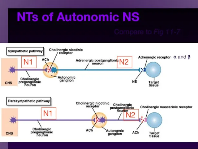 NTs of Autonomic NS Compare to Fig 11-7 α and β N1 N1 N2 N2