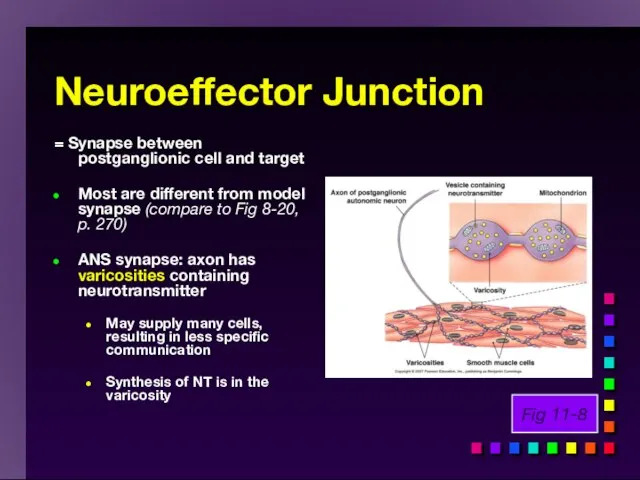 Neuroeffector Junction = Synapse between postganglionic cell and target Most are