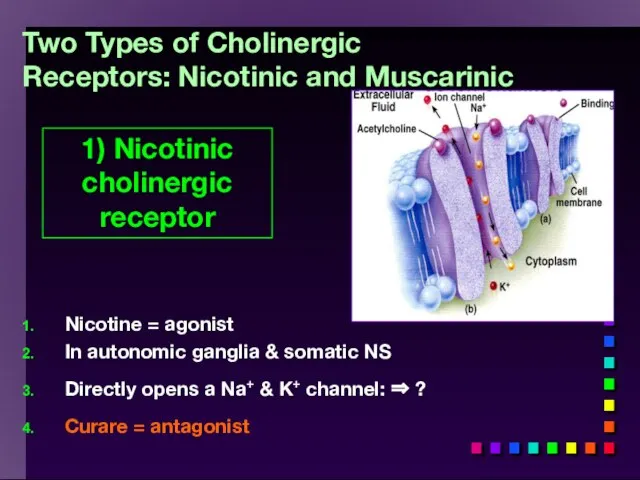 Two Types of Cholinergic Receptors: Nicotinic and Muscarinic Nicotine = agonist