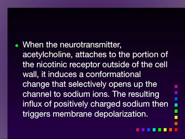 When the neurotransmitter, acetylcholine, attaches to the portion of the nicotinic