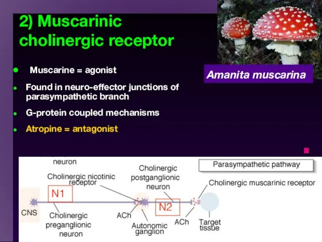 2) Muscarinic cholinergic receptor Muscarine = agonist Found in neuro-effector junctions