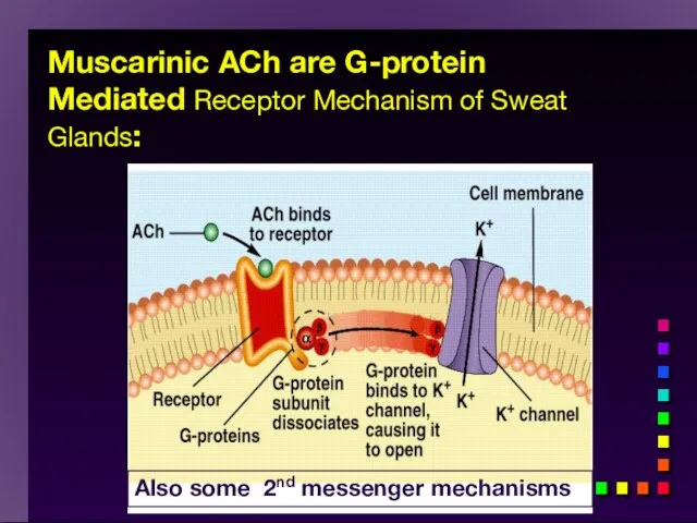 Muscarinic ACh are G-protein Mediated Receptor Mechanism of Sweat Glands: Also some 2nd messenger mechanisms