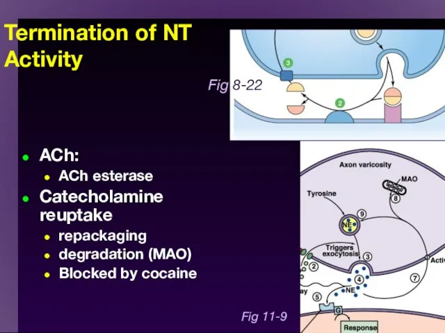 Termination of NT Activity ACh: ACh esterase Catecholamine reuptake repackaging degradation
