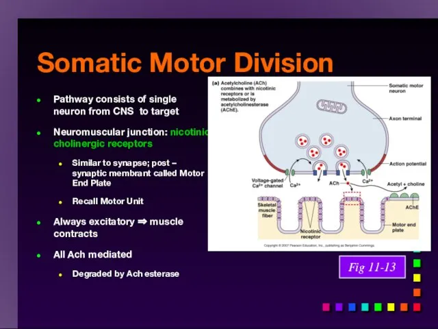 Somatic Motor Division Pathway consists of single neuron from CNS to