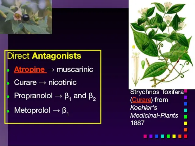 Strychnos Toxifera (Curare) from Koehler's Medicinal-Plants 1887 Direct Antagonists Atropine →