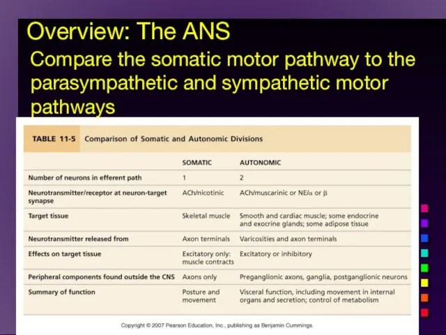 Overview: The ANS Compare the somatic motor pathway to the parasympathetic and sympathetic motor pathways