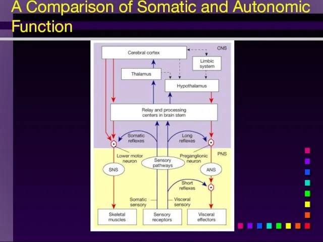 A Comparison of Somatic and Autonomic Function