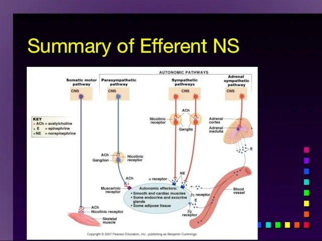 Summary of Efferent NS