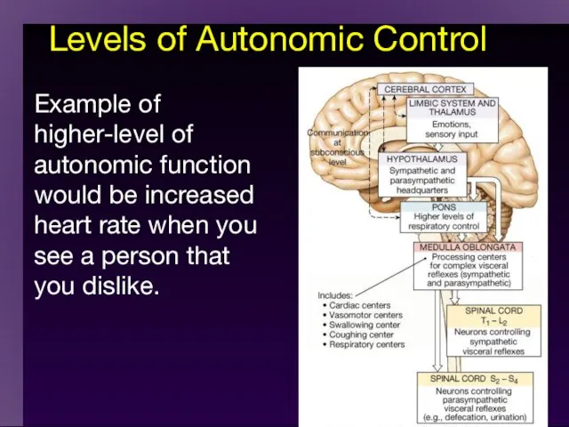 Levels of Autonomic Control Example of higher-level of autonomic function would