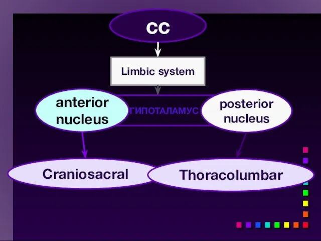 cc Limbic system ГИПОТАЛАМУС Craniosacral anterior nucleus posterior nucleus Thoracolumbar