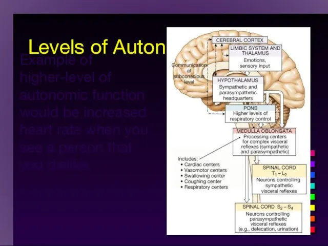 Levels of Autonomic Control Example of higher-level of autonomic function would